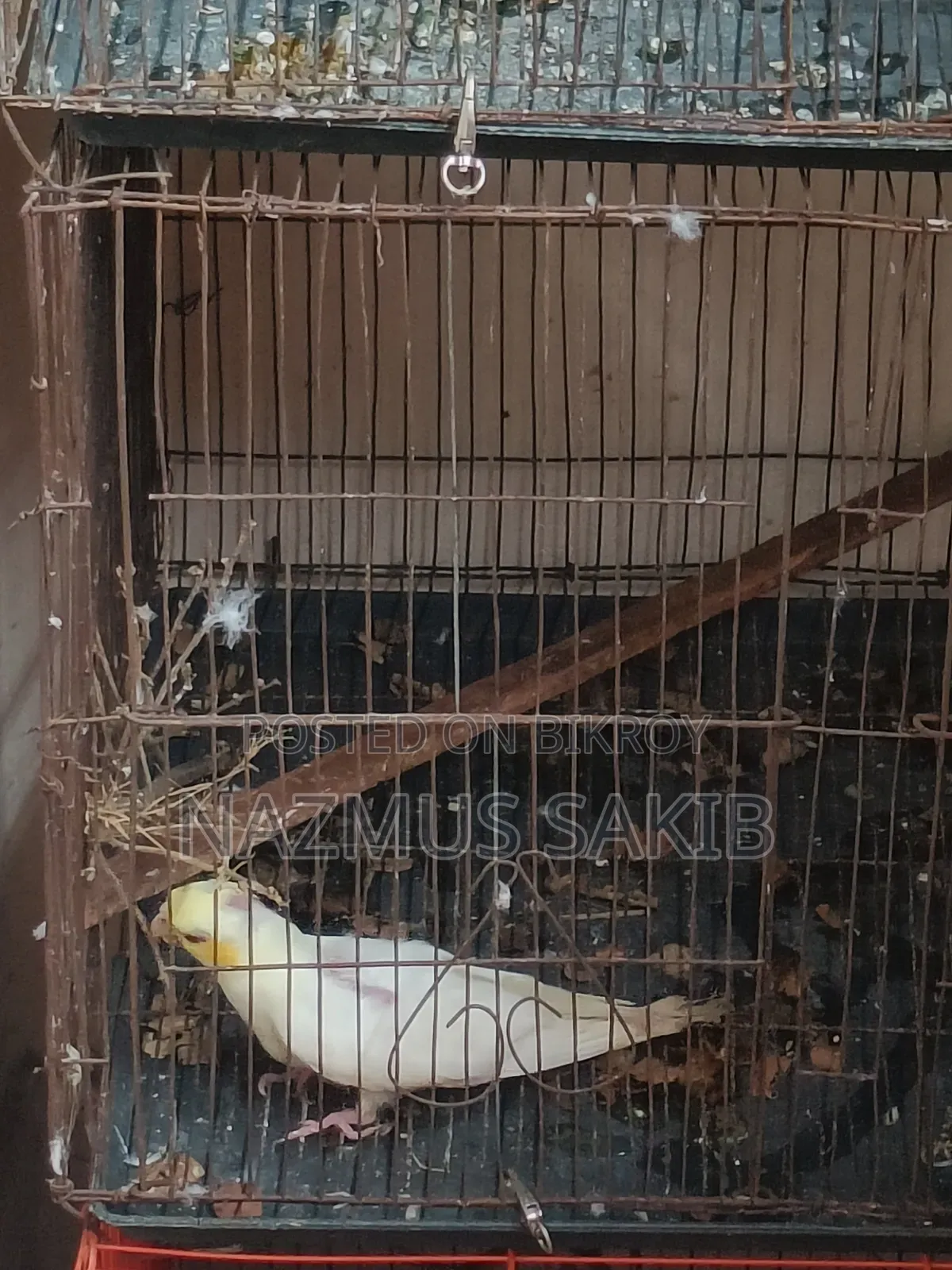 Cockatiel Baby Bird Tame Size