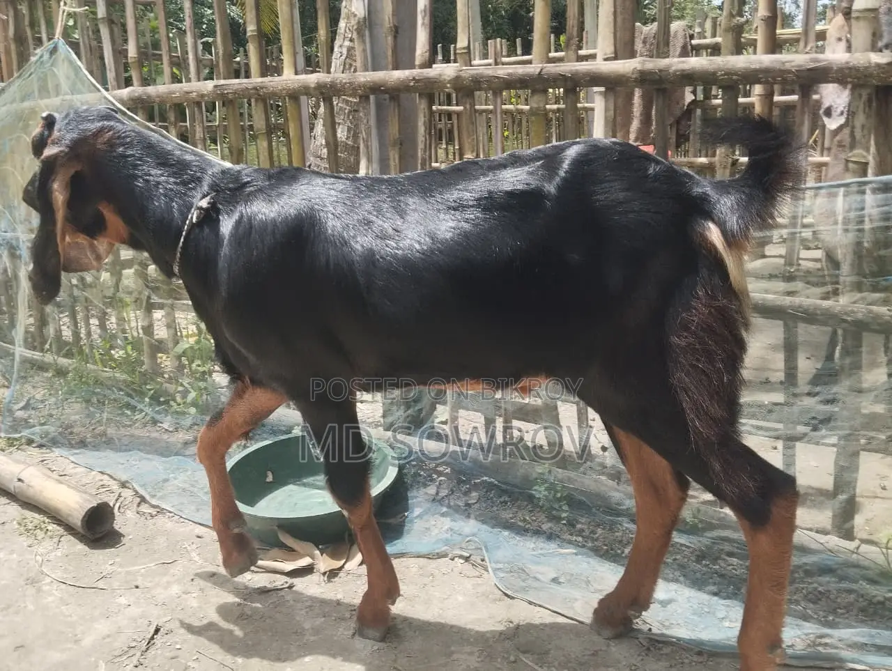 Haryana Castrated Goat 8 Months Old