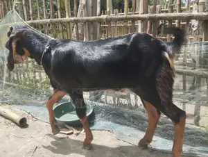 Haryana Castrated Goat 8 Months Old