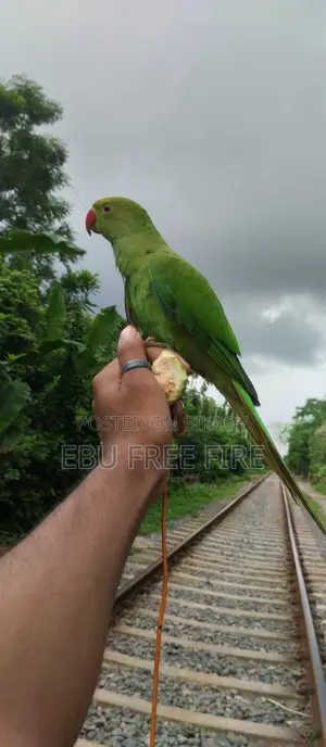 Indian Ringneck Baby Parrot