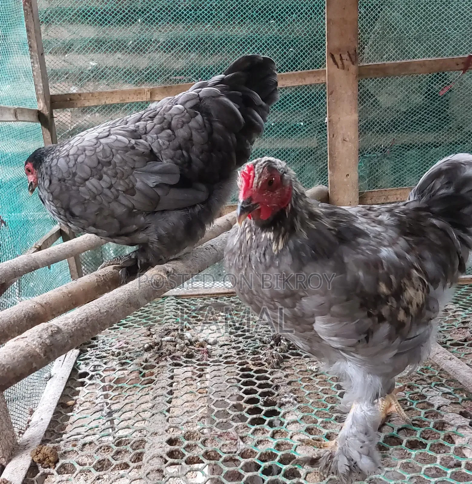 মোরগ-মুরগী বিক্রি হবে