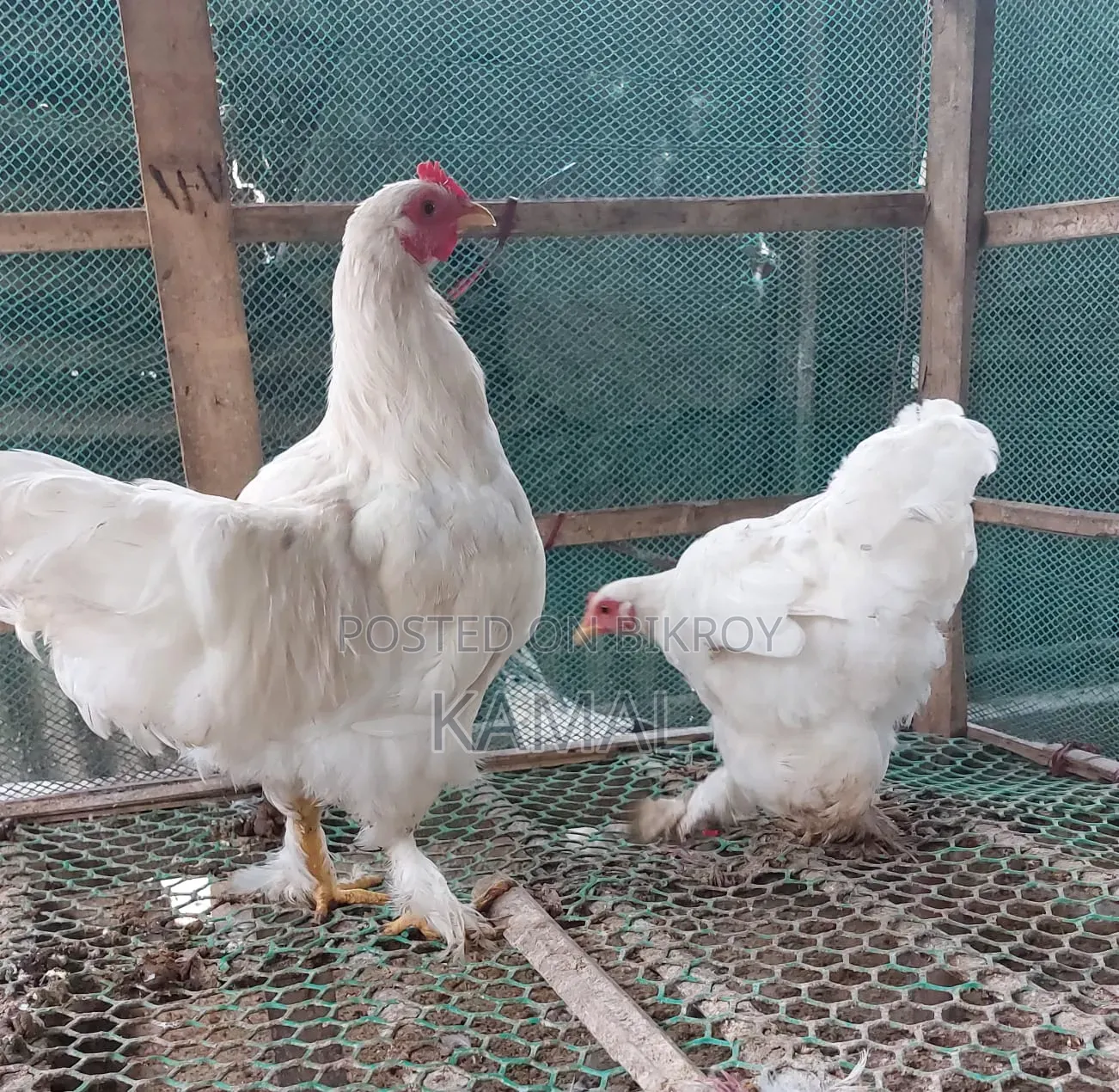 মোরগ-মুরগী বিক্রি হবে