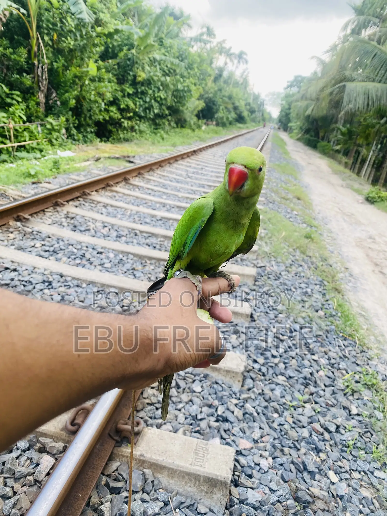 Tamed Ringneck Parrot