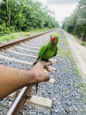 Tamed Ringneck Parrot