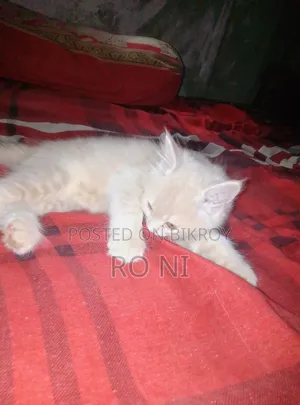 ১-৩ মাস বয়সী ফিমেল পিওরব্রেড এক্সোটিক