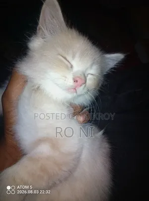 1-3 months Female Purebred Exotic