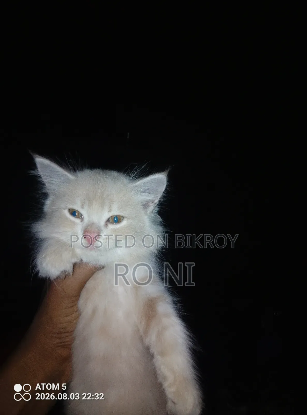 1-3 months Female Purebred Exotic