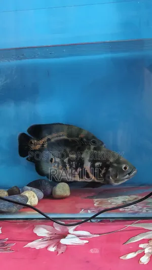 Black Tiger Oscar