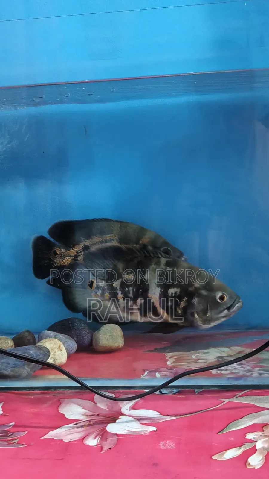 Black Tiger Oscar