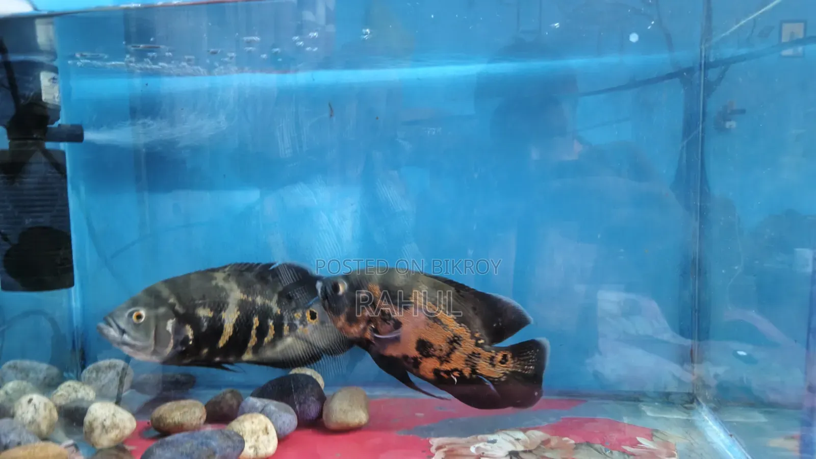 Black Tiger Oscar