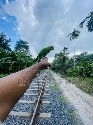 Tamed Ringneck Parrot