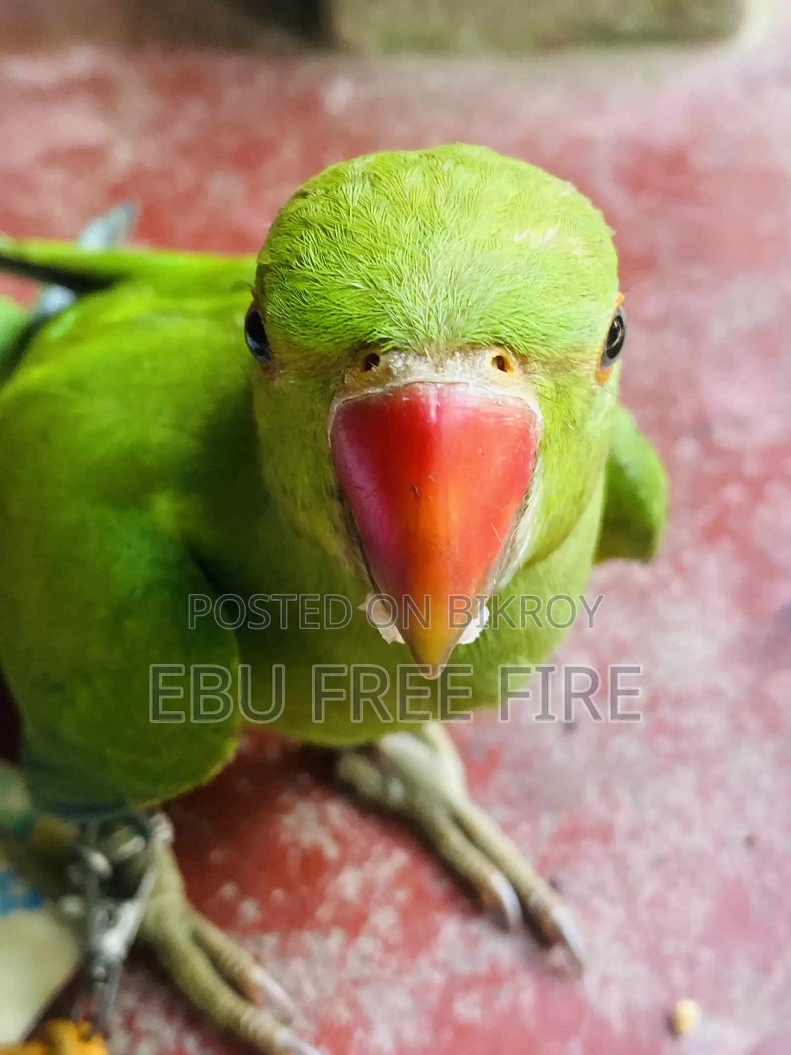 Ringneck Baby Parrot