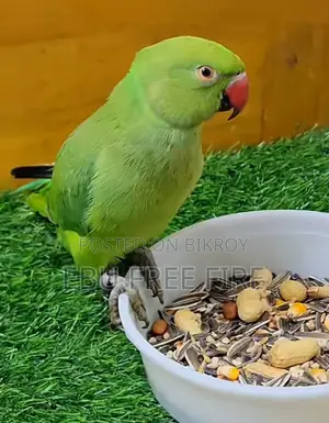 Ringneck Baby Parrot