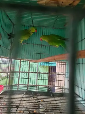 জোরা রানিং পেয়ার