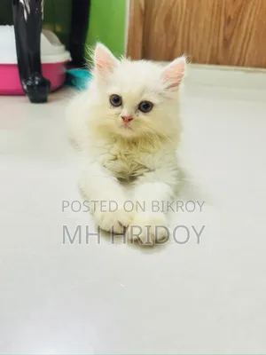 1-3 months Female Purebred Persian