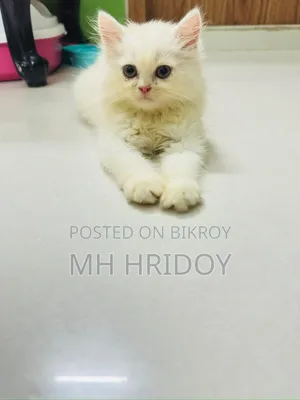 1-3 months Female Purebred Persian
