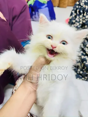1-3 months Female Purebred Persian