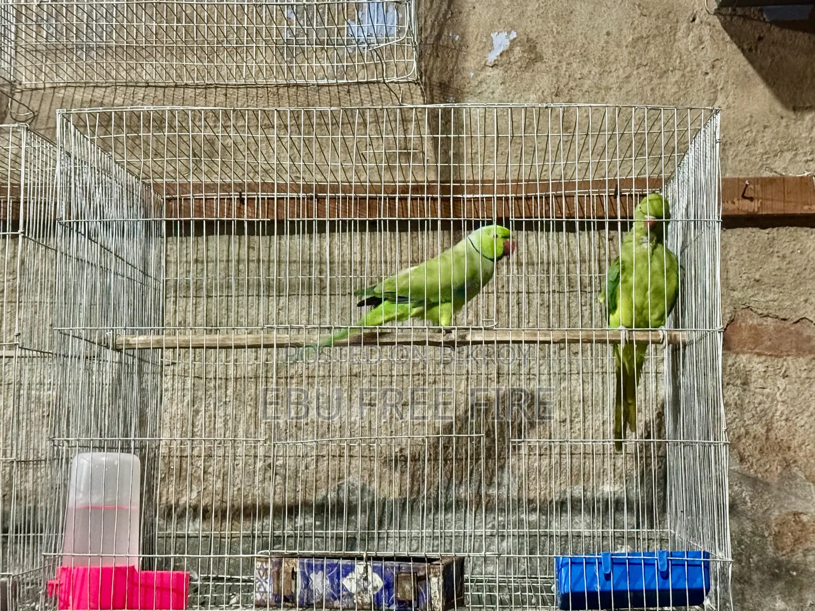 Pair of Ringneck breeding pair, inbox if you want to take them