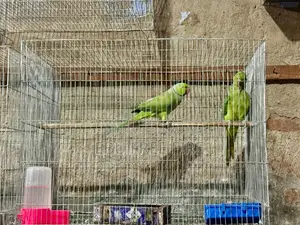 Pair of Ringneck breeding pair, inbox if you want to take them