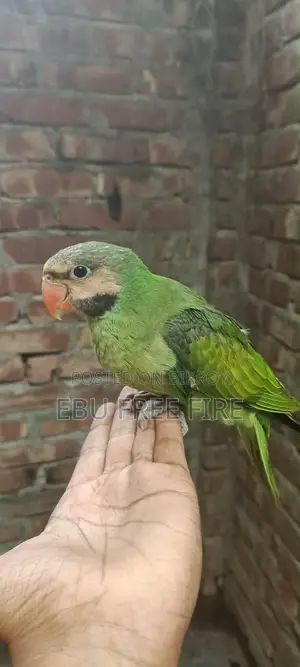 Fully Trained Tame Parrot
