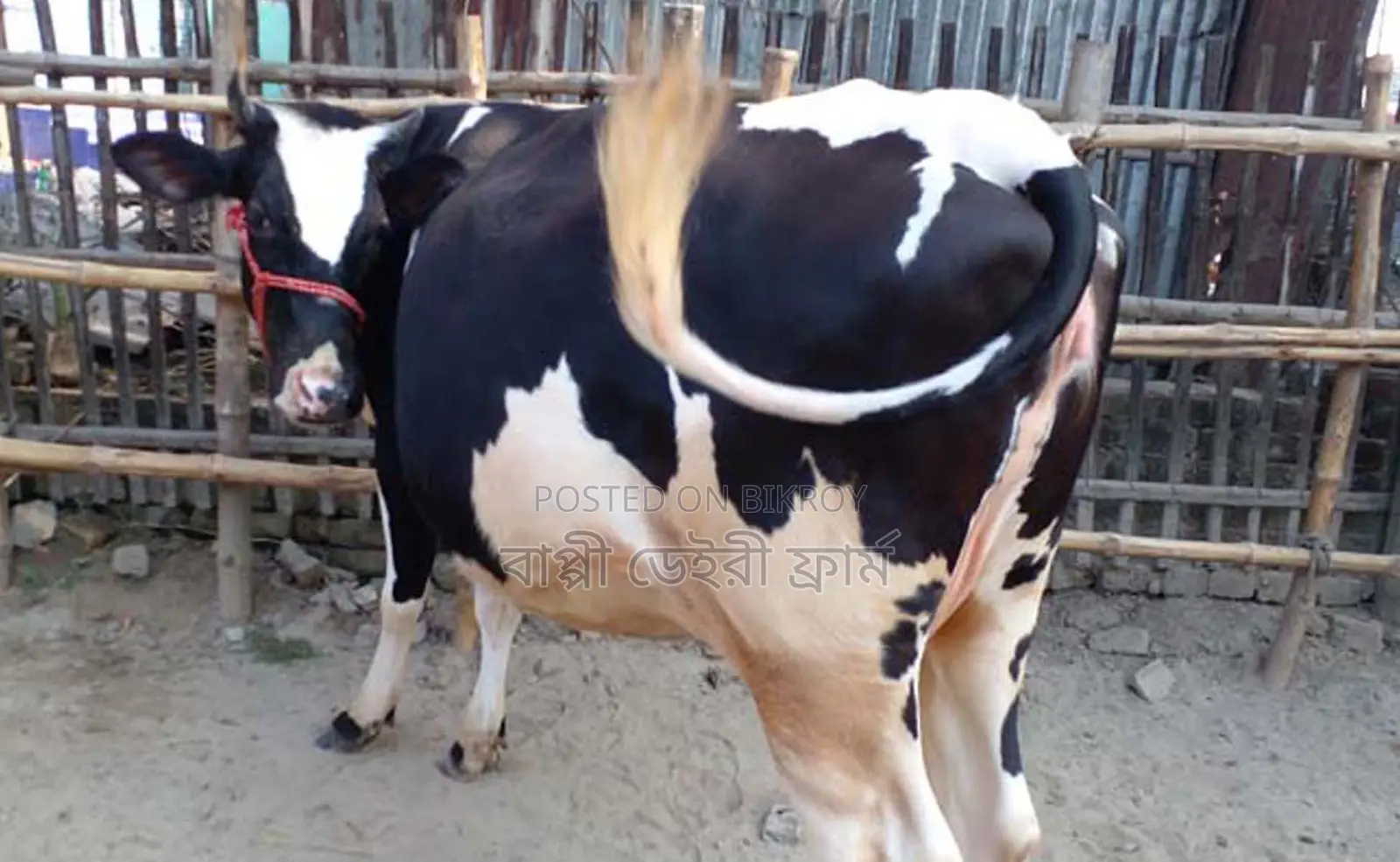 ১৪৯৬ নং উন্নত জাতের গাভী গরু বিক্রয়।