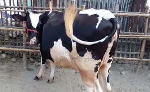 ১৪৯৬ নং উন্নত জাতের গাভী গরু বিক্রয়।