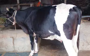 ১৪৯৭ নং গাভী গরু বিক্রয় হবে।