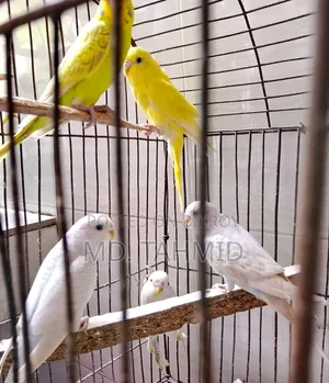 Budgerigar Bird