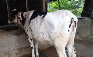 ১৪৯৮ নং ভালো জাতের গাভী গরু কিনুন।