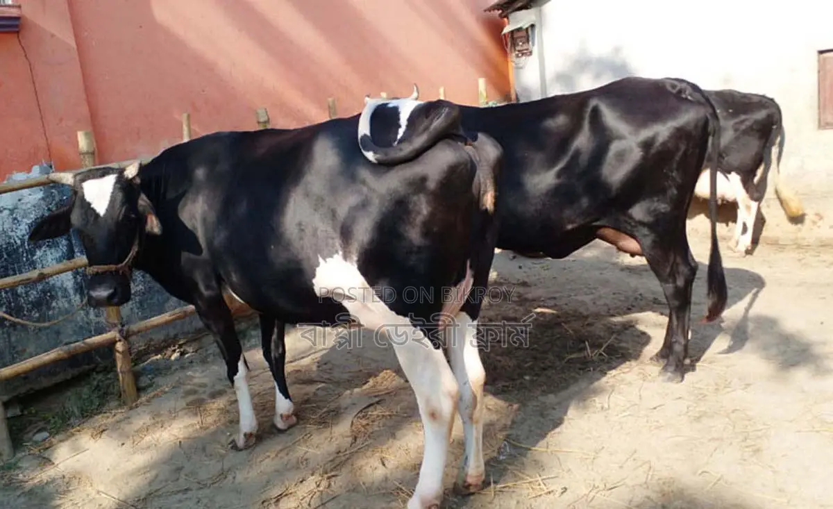 ১৪৯৯নং ৩টি গাভী গরু ।