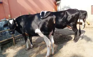 ১৪৯৯নং ৩টি গাভী গরু ।