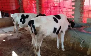 ১৫০০ নং ২টি বকনা গরু কিনুন পোষার জন্য ।