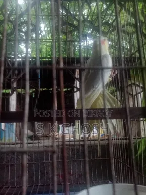 Budgie Bird Full Tame