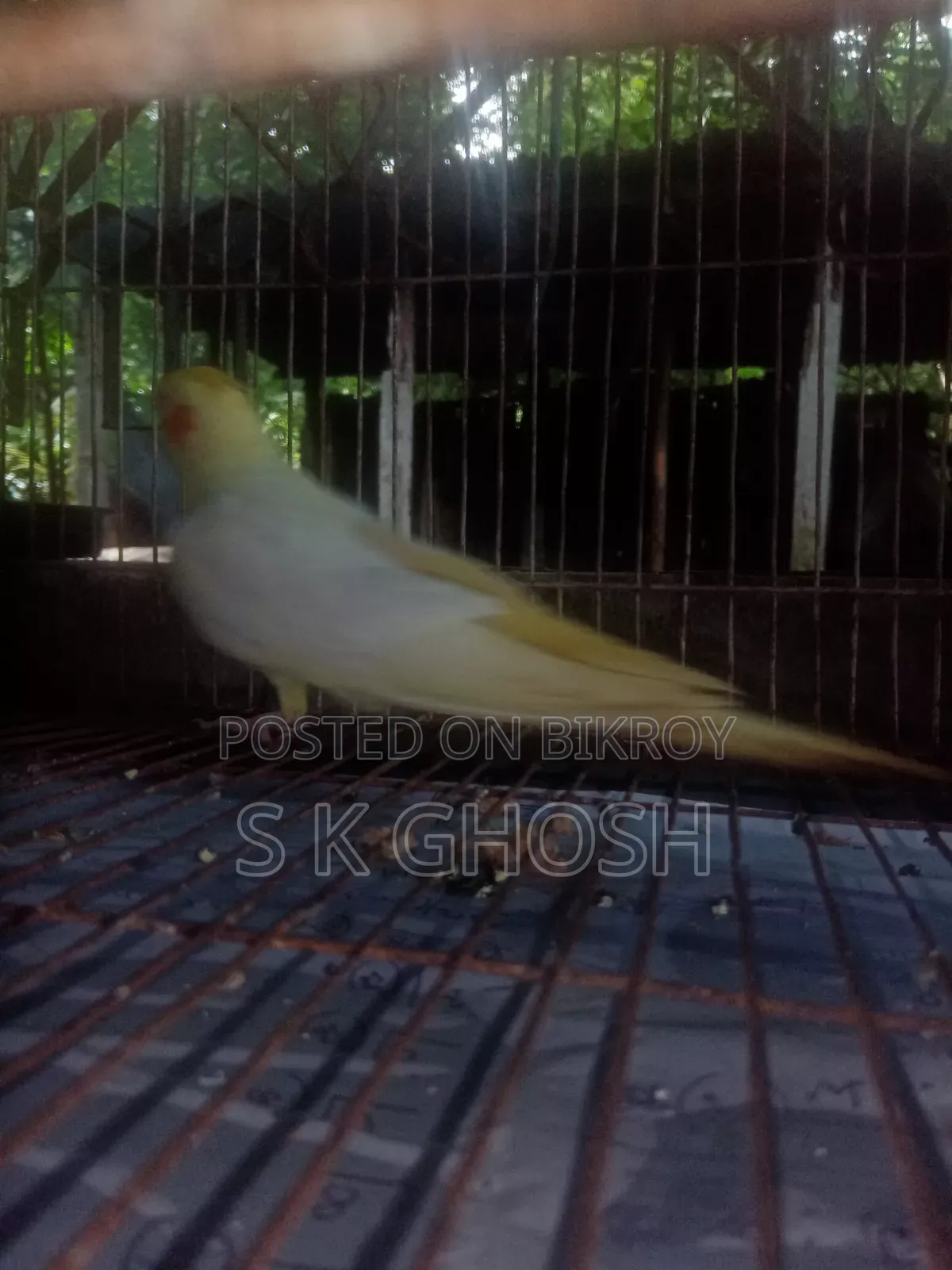 Lutino Red Eye Male Cockatiel Bird