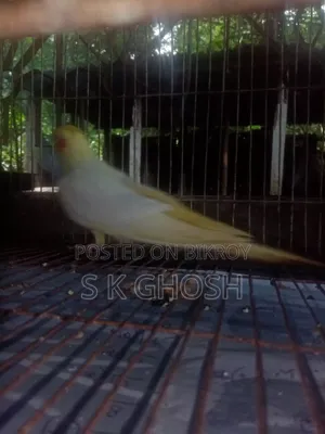 Lutino Red Eye Male Cockatiel Bird