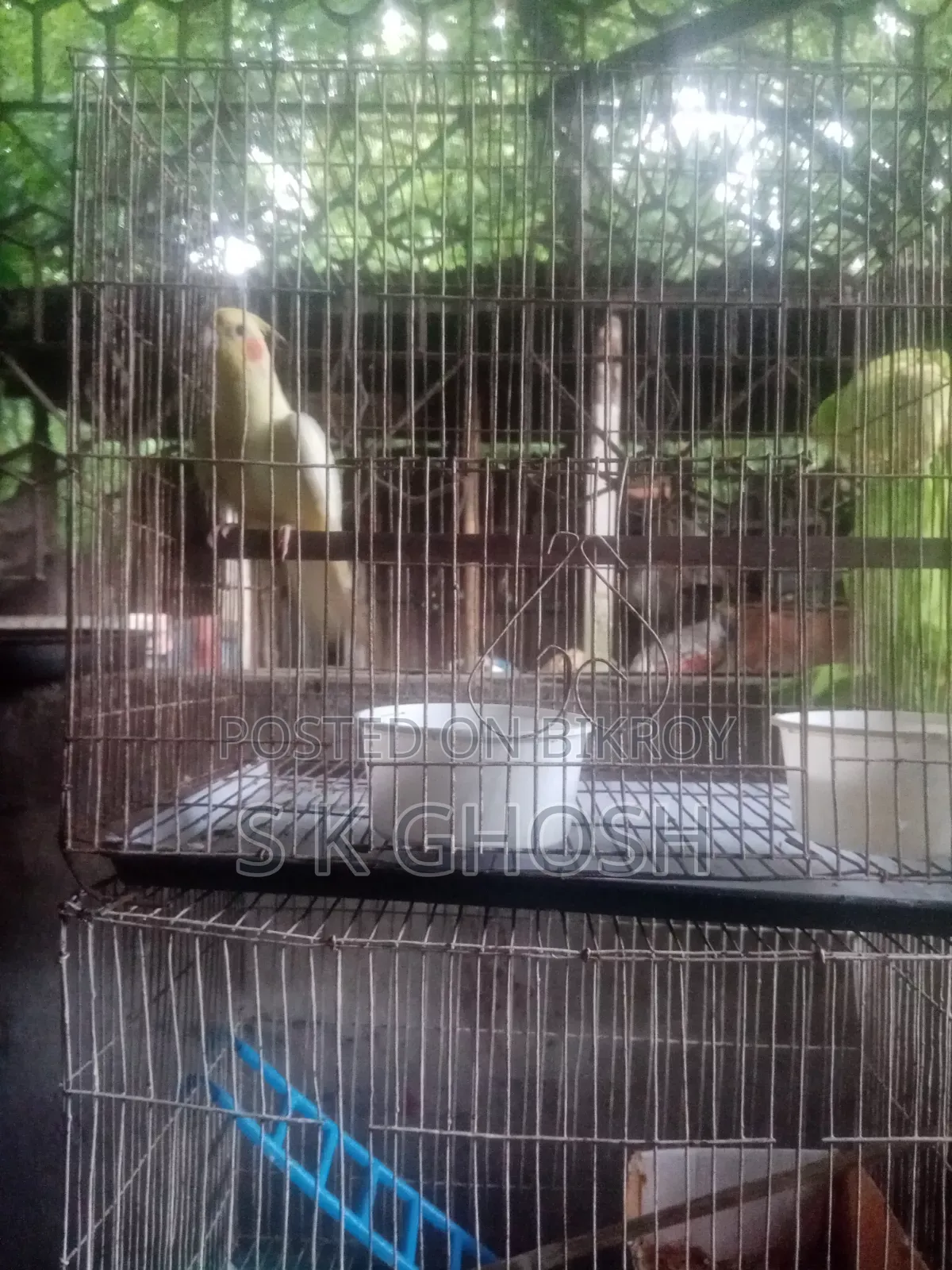 Lutino Red Eye Male Cockatiel Bird
