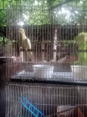 Lutino Red Eye Male Cockatiel Bird