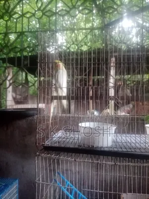 Lutino Red Eye Male Cockatiel Bird