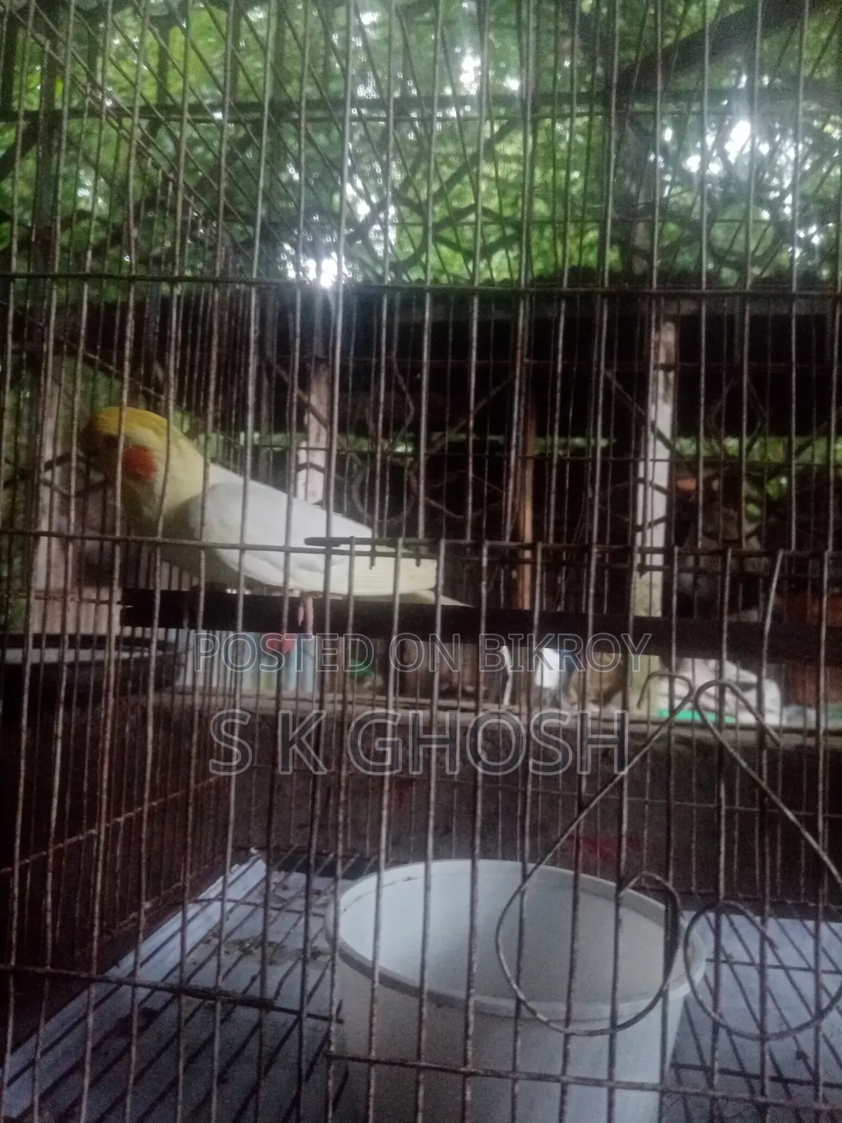 Lutino Red Eye Male Cockatiel Bird