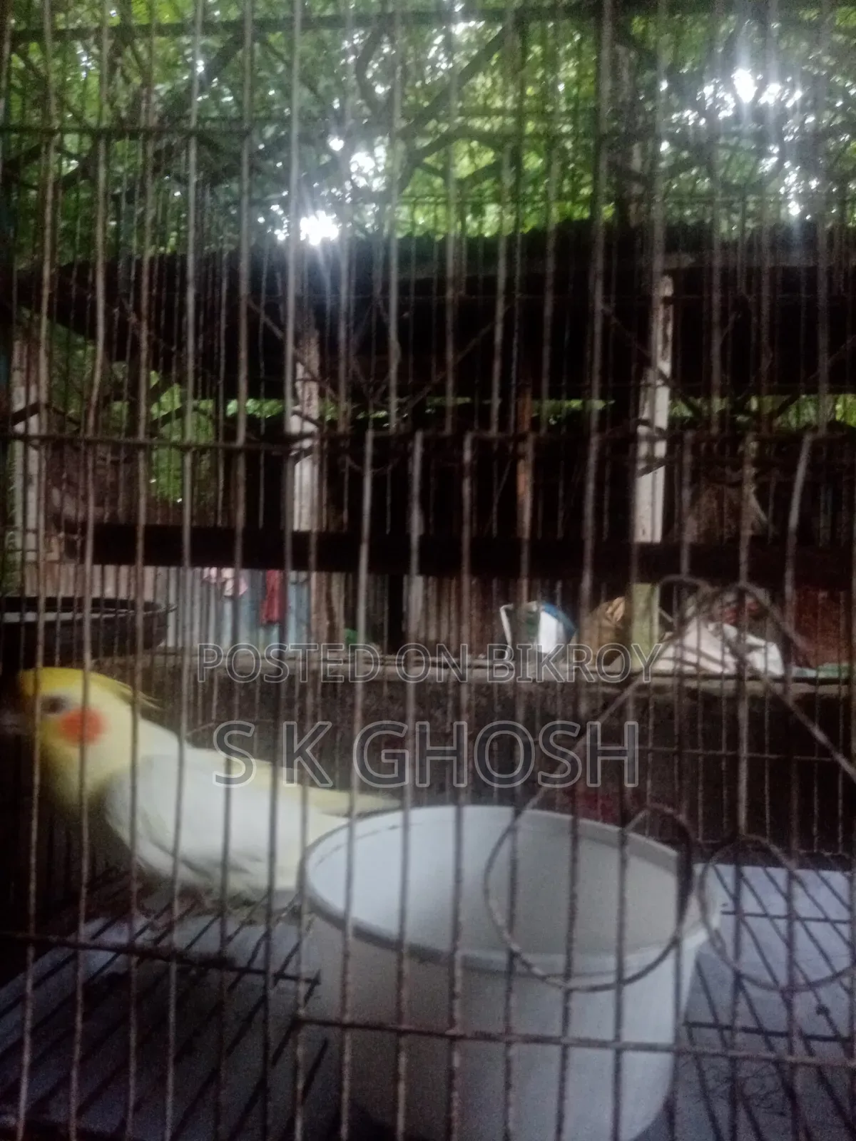Lutino Red Eye Male Cockatiel Bird