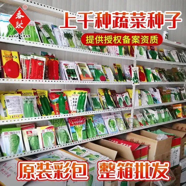 China Apple Seeds