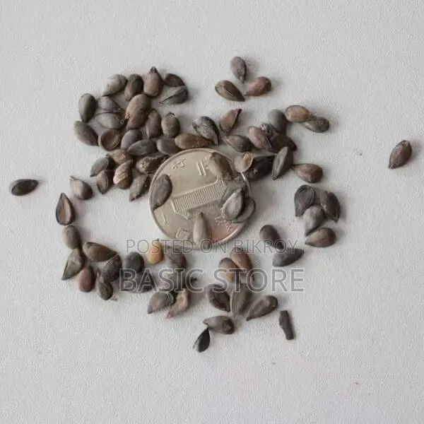 China Apple Seeds