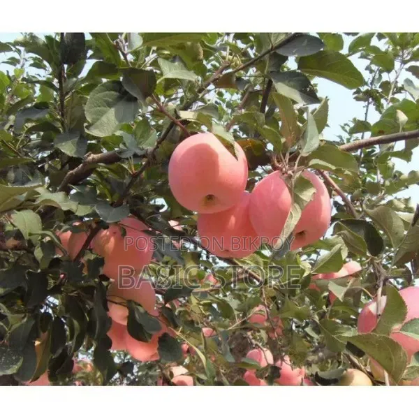 China Apple Seeds