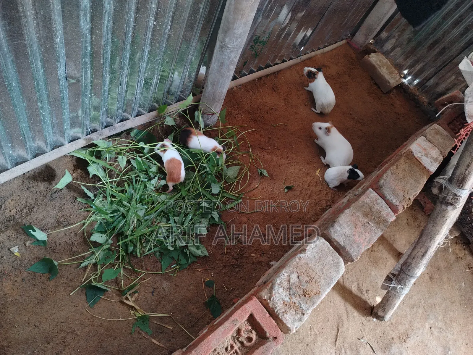 Guinea Pig