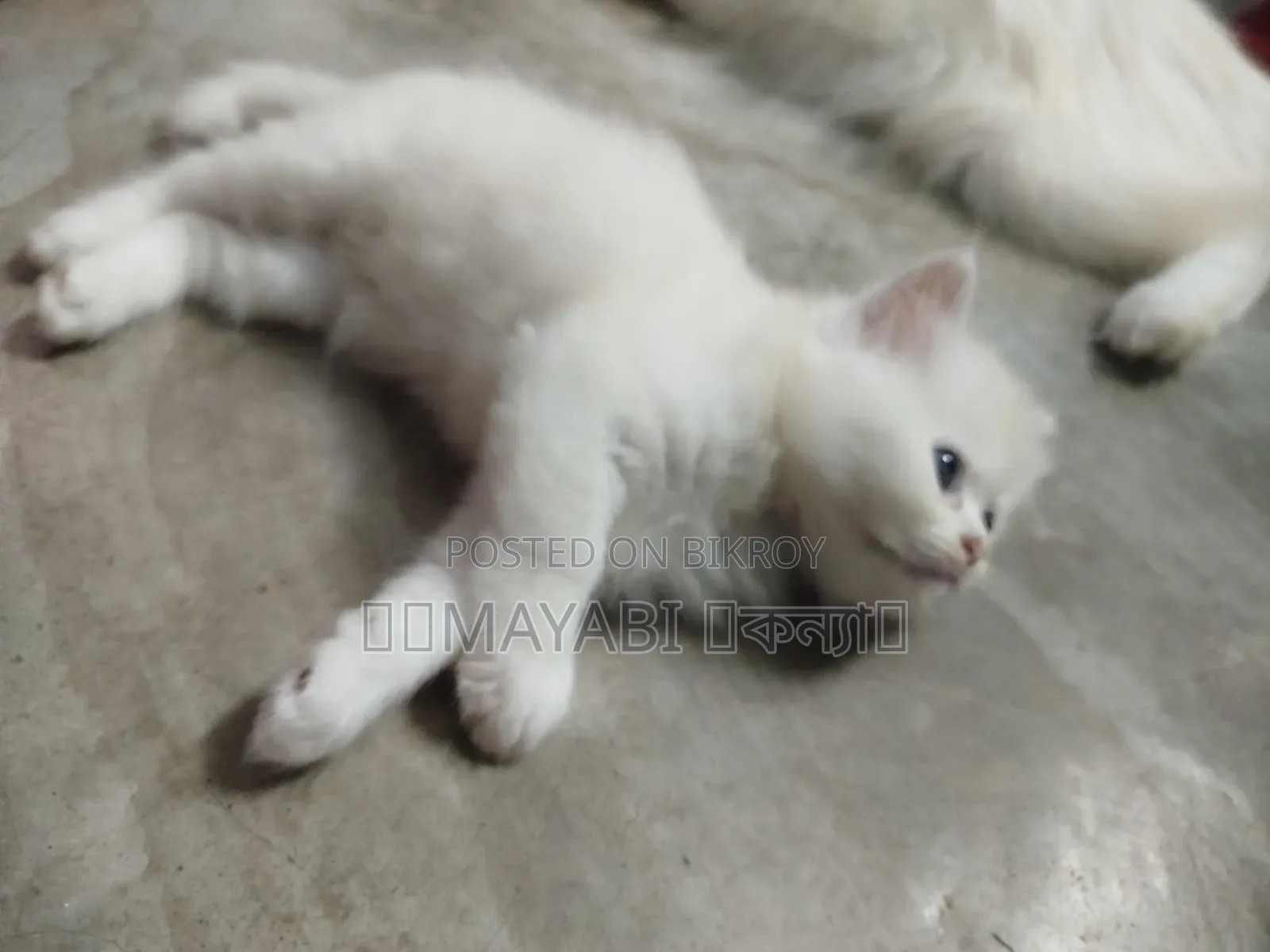 0-1 Month Female Purebred Persian