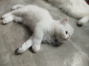 0-1 Month Female Purebred Persian
