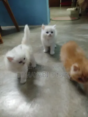 0-1 Month Female Purebred Persian