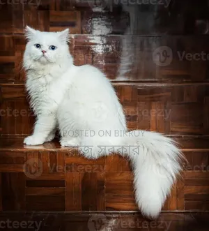 3-6 months Male Purebred Persian