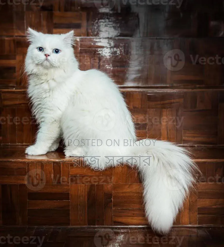 3-6 Months Male Purebred Persian
