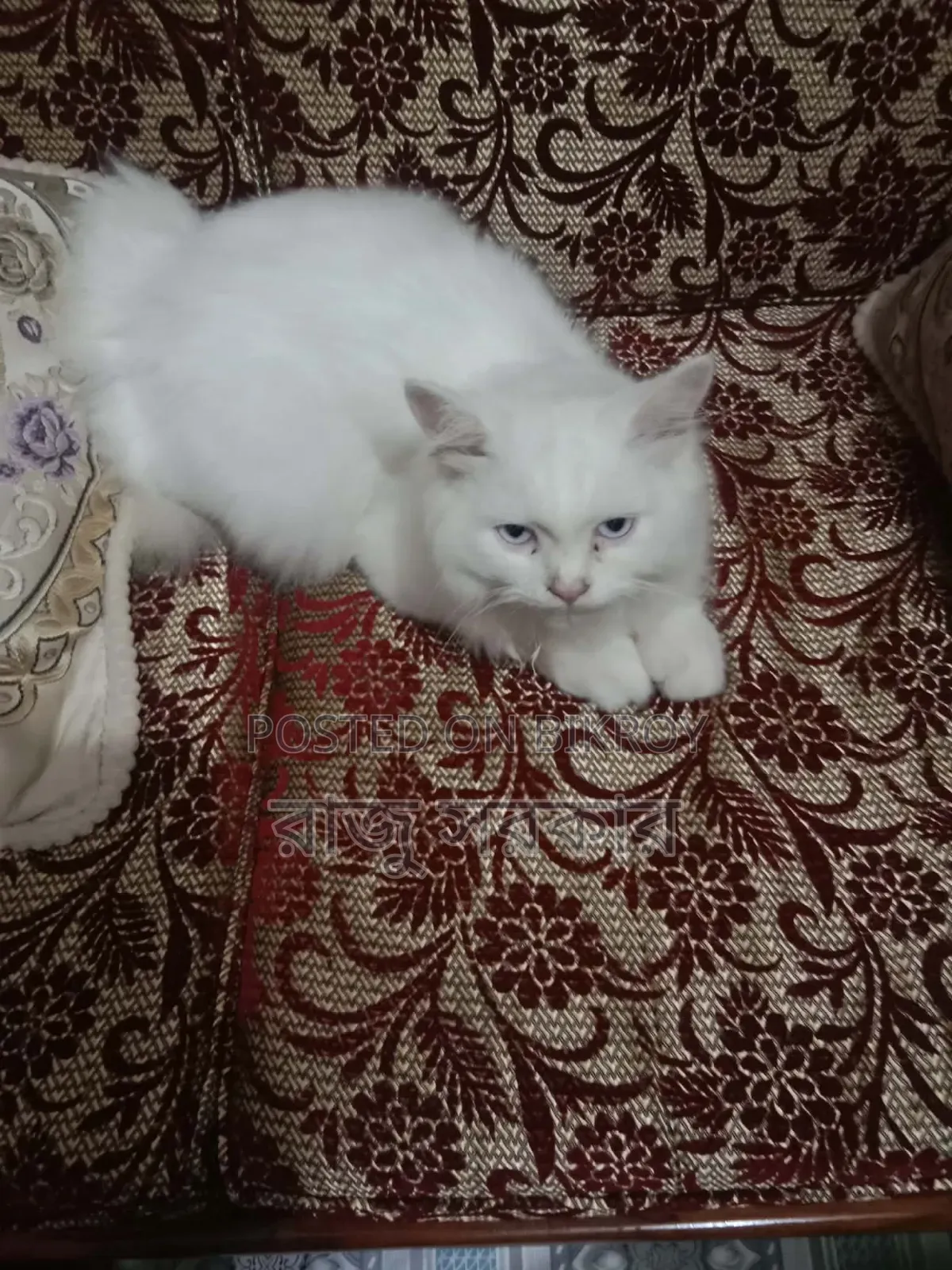 3-6 Months Male Purebred Persian